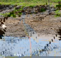 Darwin to Kakadu Day Trip by Air Including Yellow Water Cruise - Accommodation Tasmania