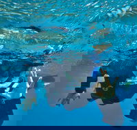 3 Day Whitsundays Sailing and Diving Adventure Kiana - Accommodation Tasmania