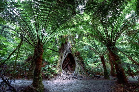 2-Day Melbourne To Adelaide Tour: Great Ocean Road And Grampians One Way Trip - Accommodation Tasmania 3