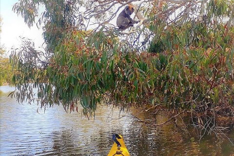 Kangaroo Island Self-Guided Kayaking On The Harriet River - Accommodation Tasmania 4