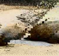 Phillip Island Penguin Parade Brighton Bathing Boxes and Wildlife Park Tour - Accommodation Tasmania