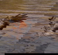 Litchfield and Jumping Crocodiles Full Day Trip from Darwin - Accommodation Tasmania