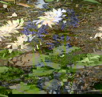 Yellow Water Cruise - Kakadu - Accommodation Tasmania