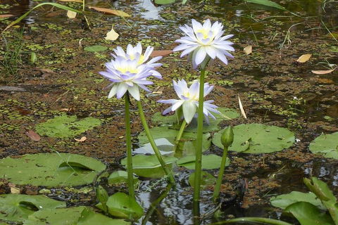 Yellow Water Cruise - Kakadu - Accommodation Tasmania 0
