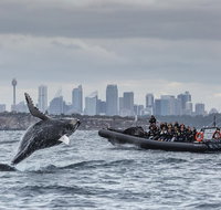 Sydney Whale-Watching by Speed Boat - Accommodation Tasmania