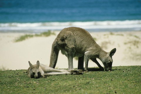 Great Ocean Road Highlights Tour - 2 Days, 1 Night - Accommodation Tasmania 2