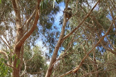 Kangaroo Island 4WD Tour - Best Of KI In 2 Days - Accommodation Tasmania 0