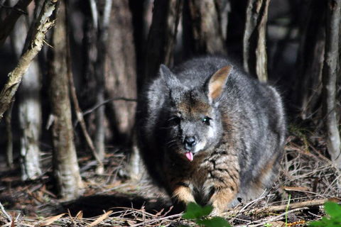 Small-Group Kangaroo Island 4WD Night Tour - Accommodation Tasmania 1