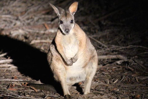 Small-Group Kangaroo Island 4WD Night Tour - Accommodation Tasmania 3