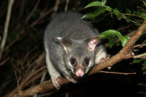 Small-Group Kangaroo Island 4WD Night Tour - Accommodation Tasmania 5