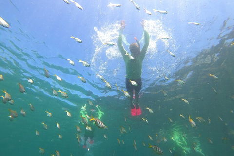 Manly Snorkel Trip And Nature Walk With Local Guide - Accommodation Tasmania 0