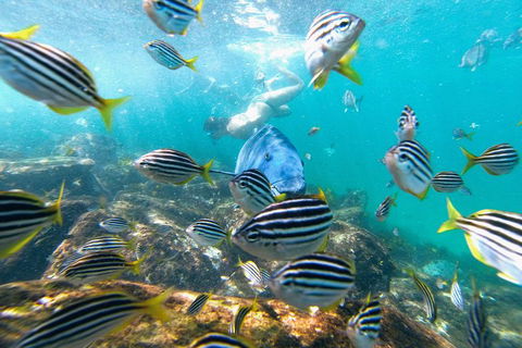 Manly Snorkel Trip And Nature Walk With Local Guide - Accommodation Tasmania 2