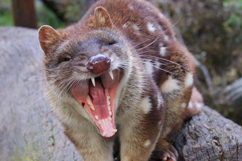 After Dark Tasmanian Devil Feeding Tour At Cradle Mountain - Accommodation Tasmania 0