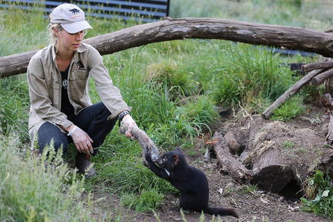 After Dark Tasmanian Devil Feeding Tour At Cradle Mountain - Accommodation Tasmania 1