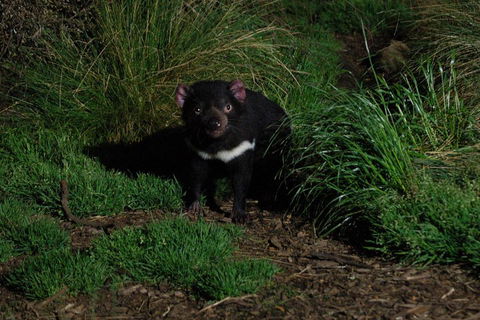 After Dark Tasmanian Devil Feeding Tour At Cradle Mountain - Accommodation Tasmania 4