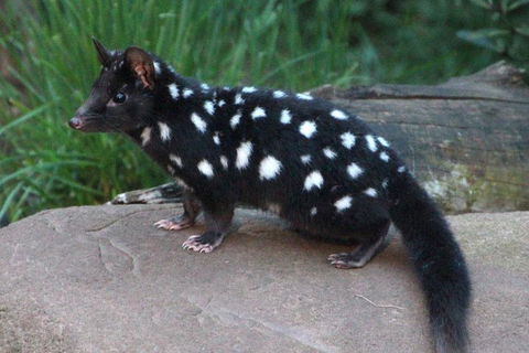 After Dark Tasmanian Devil Feeding Tour At Cradle Mountain - Accommodation Tasmania 5