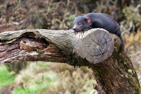 Day Keeper Tour - Accommodation Tasmania 0