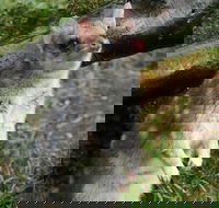 1-Hour Tasmanian Devil Feeding Day Tour at Cradle Mountain - Accommodation Tasmania