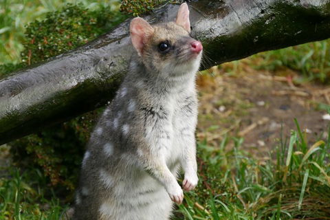 1-Hour Tasmanian Devil Feeding Day Tour At Cradle Mountain - Accommodation Tasmania 0