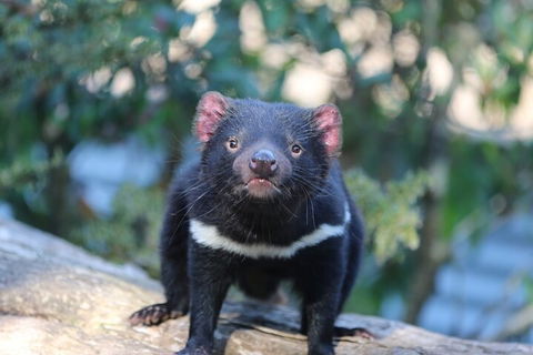 1-Hour Tasmanian Devil Feeding Day Tour At Cradle Mountain - Accommodation Tasmania 1