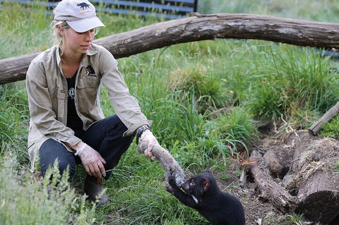 1-Hour Tasmanian Devil Feeding Day Tour At Cradle Mountain - Accommodation Tasmania 2