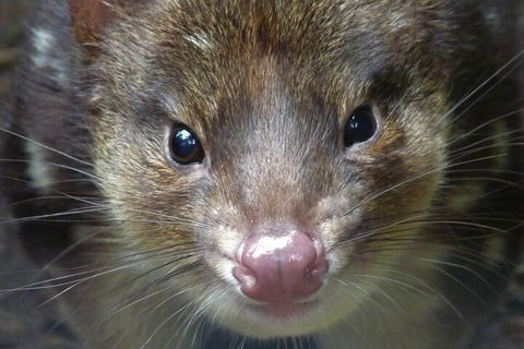 1-Hour Tasmanian Devil Feeding Day Tour At Cradle Mountain - Accommodation Tasmania 3