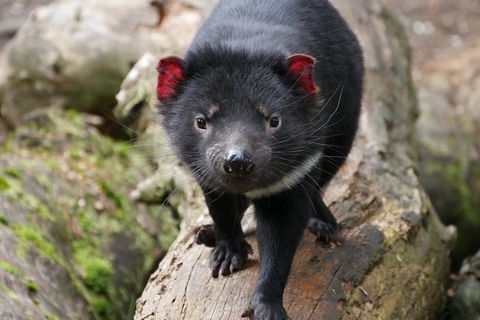 1-Hour Tasmanian Devil Feeding Day Tour At Cradle Mountain - Accommodation Tasmania 4