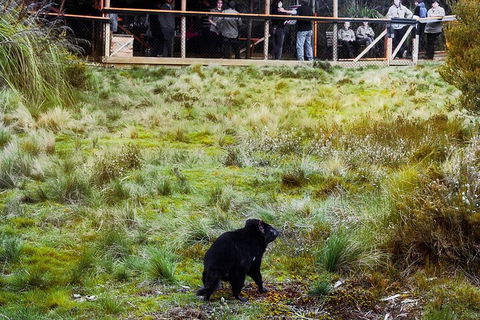 1-Hour Tasmanian Devil Feeding Day Tour At Cradle Mountain - Accommodation Tasmania 5