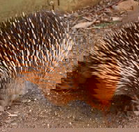 Puffing Billy And Healesville Sanctuary Scenic Tour - Accommodation Tasmania