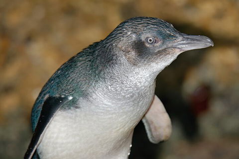 Healesville Sanctuary And Phillip Island Wildlife Bus Tour - Accommodation Tasmania 4