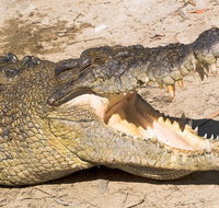 4-Day Cairns Ultimate Combo Daintree Rainforest Reef Kuranda  Paronella Park - Accommodation Tasmania