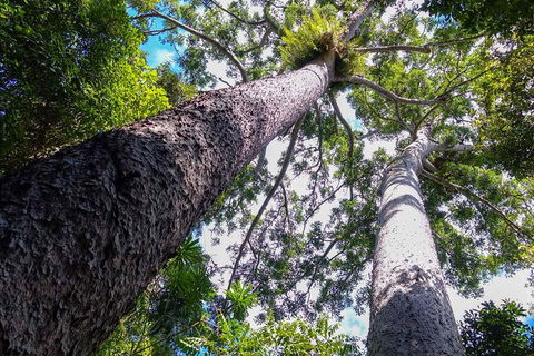 Paronella Park And Millaa Millaa Falls Full-day Tour From Cairns - Accommodation Tasmania 1