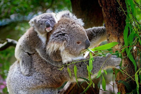 1 Day Exclusively Private Tour Of Phillip Island & The Penguin Parade - Accommodation Tasmania 2