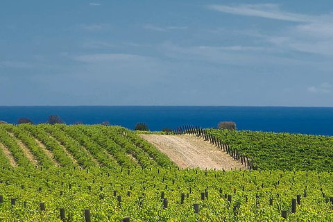 McLaren Vale Winery Small Group Tour With Wine Tasting And Lunch - Accommodation Tasmania 4