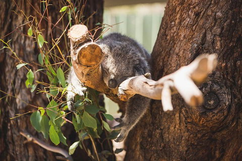 Phillip Island Medium Size Group Tour - Accommodation Tasmania 1