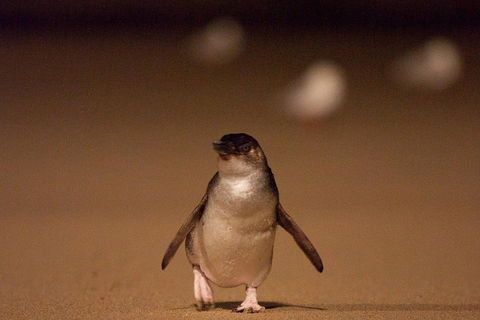 Phillip Island Medium Size Group Tour - Accommodation Tasmania 4