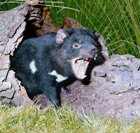 Private Blue Mountains Tour with Kangaroo and Koala Experience - Accommodation Tasmania