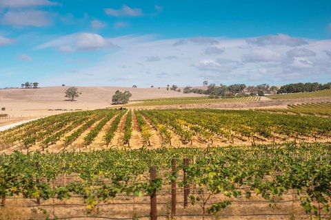 Barossa Valley Private Tour (from 2 To 11 People) - Accommodation Tasmania 2