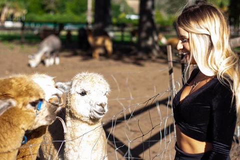 O'Reilly's & Lamington National Park Incl. Alpaca Farm + Vineyard - Accommodation Tasmania 3