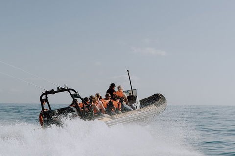 Adventure Whale Watching Tour Mooloolaba - Accommodation Tasmania 0