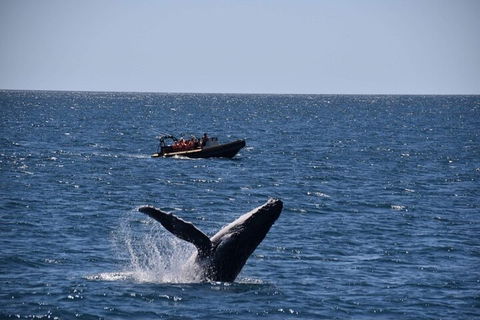Adventure Whale Watching Tour Mooloolaba - Accommodation Tasmania 1