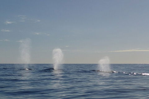 Adventure Whale Watching Tour Mooloolaba - Accommodation Tasmania 3