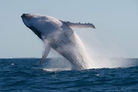 Adventure Whale Watching Tour Mooloolaba - Accommodation Tasmania 5