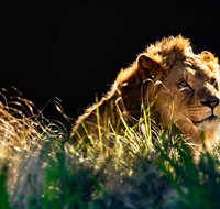 Sydney Taronga Zoo General Entry Ticket - Accommodation Tasmania