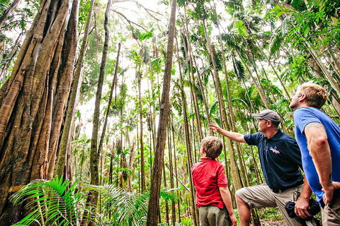 Natural Bridge & Springbrook Waterfalls Tour + Hot Air Balloon With Breakfast - Accommodation Tasmania 5