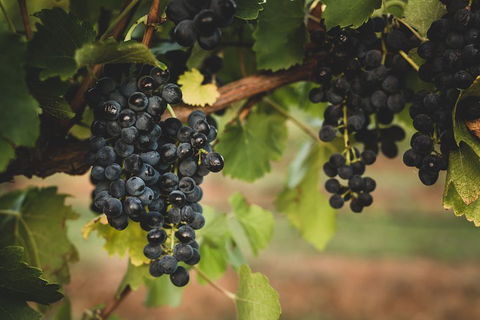 Hideaway Private Tours Hunter Valley- Indulgence Wine Tour (Full Day) - Accommodation Tasmania 3