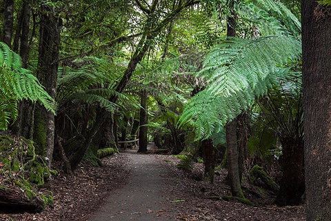 Mt Field National Park And Russell Falls From Hobart - Accommodation Tasmania 3