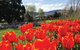 Hobart Half-Day Sightseeing Coach Tram Tour - thumb 4