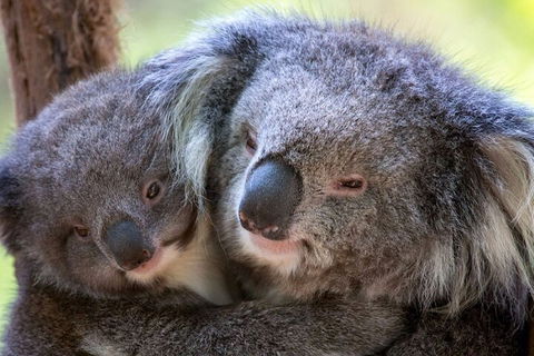 Half-Day Or Full-Day Tour With Private Guide From Melbourne - Accommodation Tasmania 1