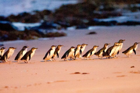 Half-Day Or Full-Day Tour With Private Guide From Melbourne - Accommodation Tasmania 5